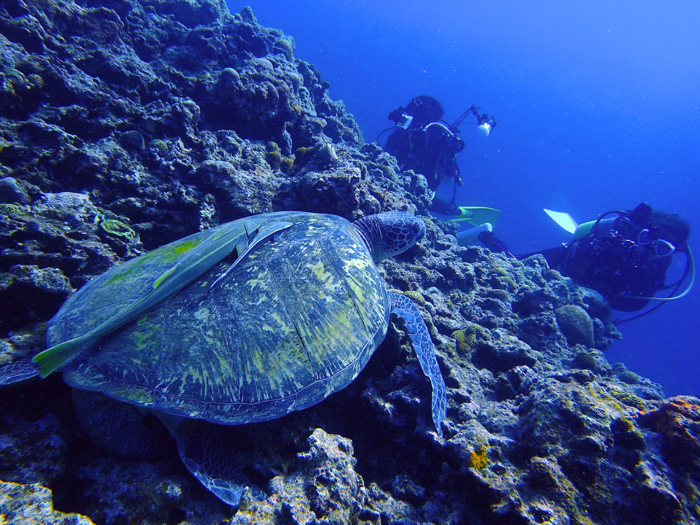 �^���ǂ���΋T�ɉ���Ƃ��o�����Ⴂ�܂��I�I�^���ǂ���΁E�E�E