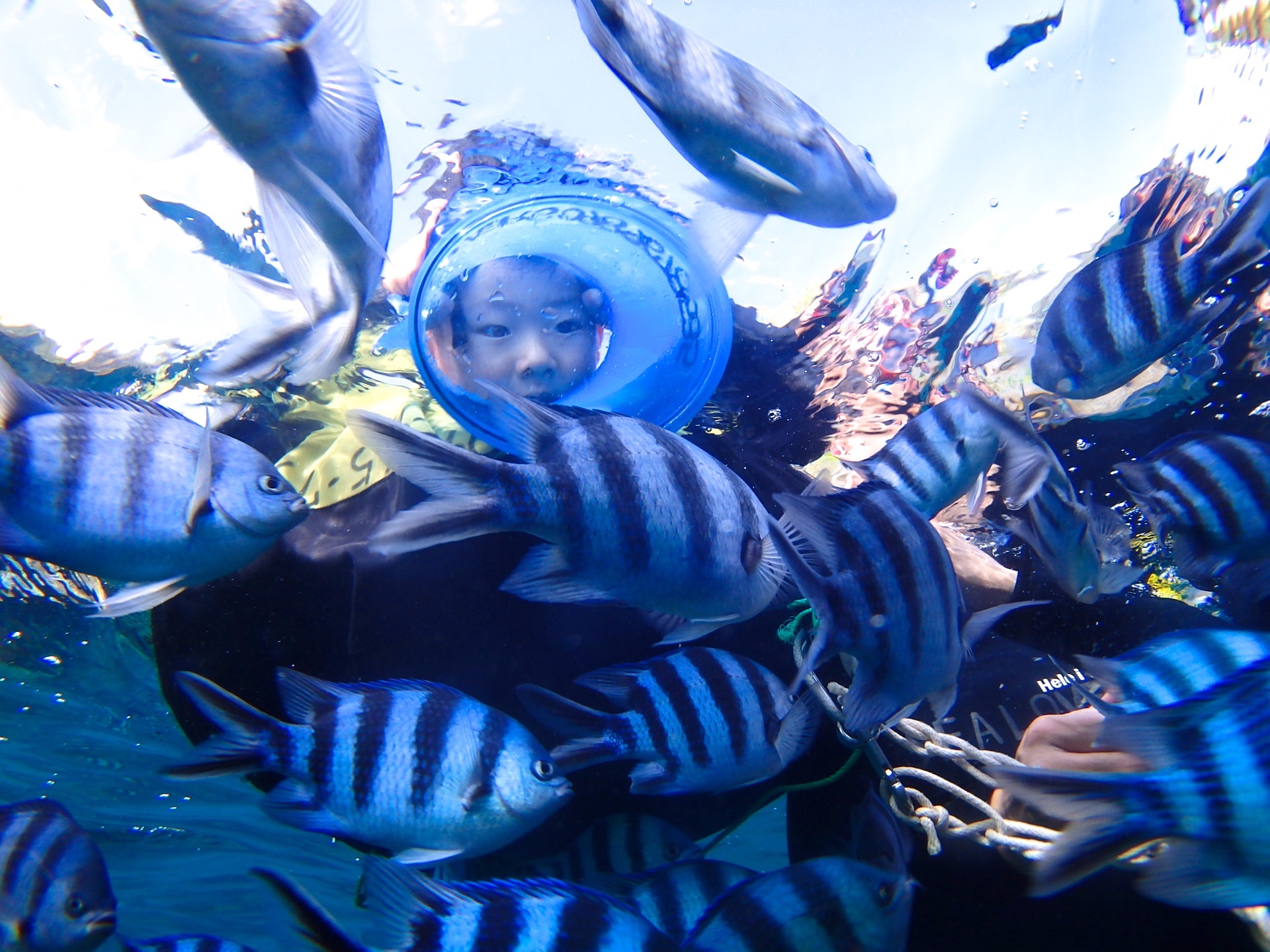 Ȃqlqlp̕ւ┠Kl\łII