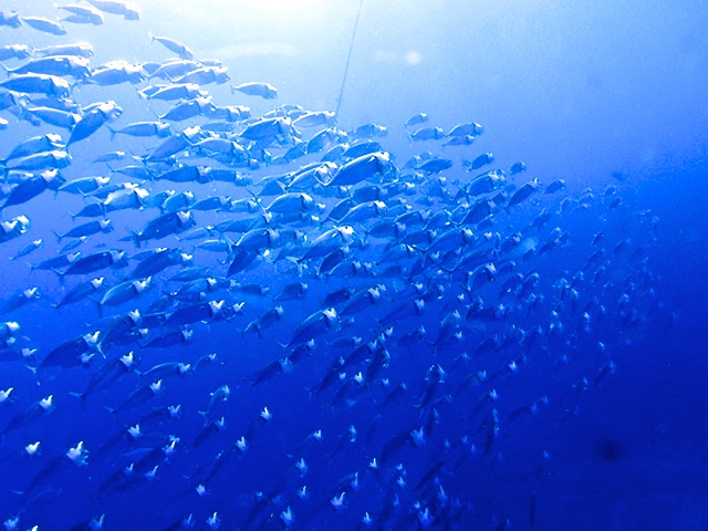 ~ɂ̓ON}ƂTo̒Ԃ̌Q邱Ƃo܂II
łII