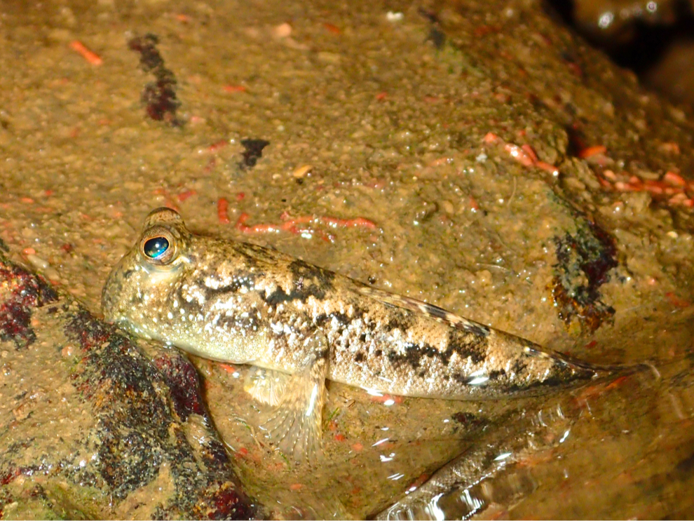 �~�i�~�g�r�n�[�@�F��Ȑ������ώ@���������܂�