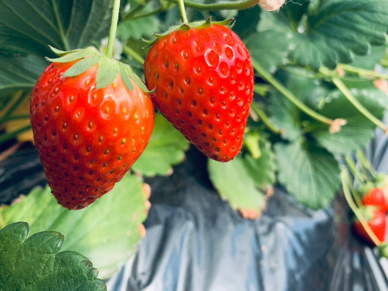 �^���ԂȂ��������ǂ���(^^)/