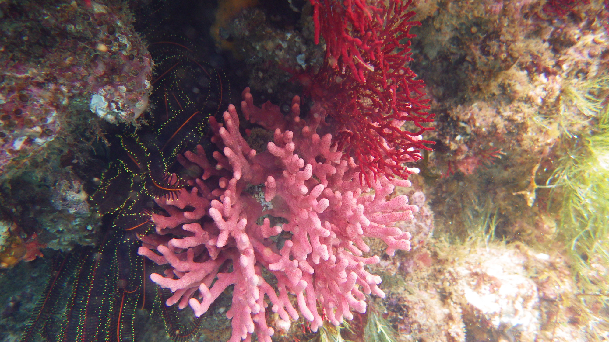 Xgx[TS@̓̊Ĉ󋵂ɂẮAȑfGȃTSI