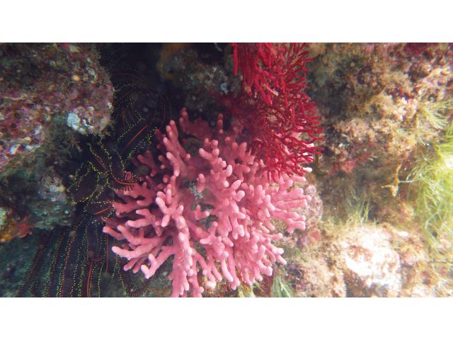 ストロベリーサンゴ♪ その日の海のお状況によっては、こんな素敵なサンゴも!