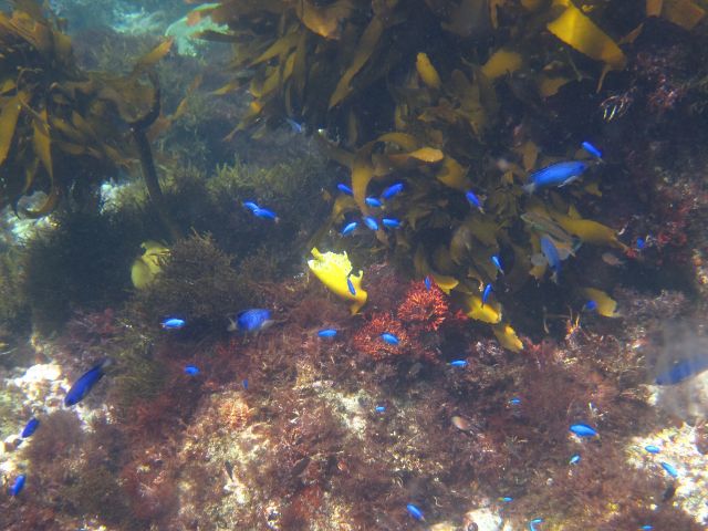 初心者でも小学生のお子さんでも安心して泳げる浅瀬にカラフルな魚たちが待ってます。