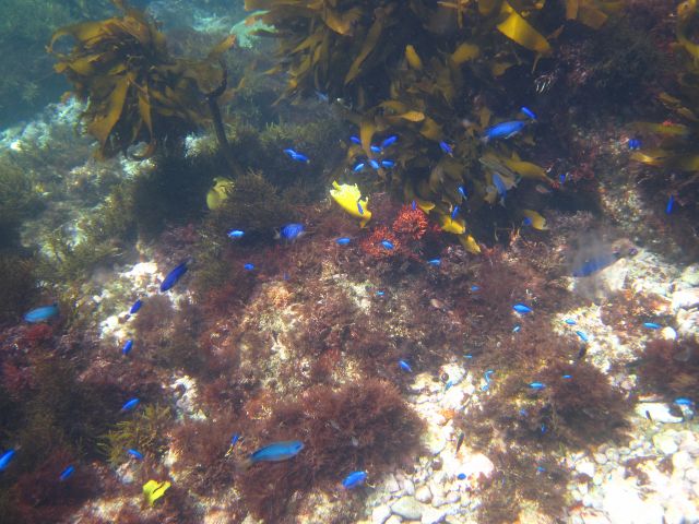初心者でも小学生のお子さんでも安心して泳げる浅瀬にカラフルな魚たちが待ってます。