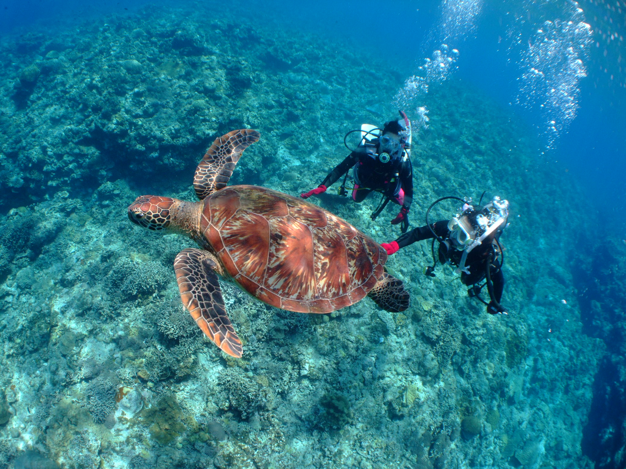 ウミガメにも高確率で会えるかも・・・