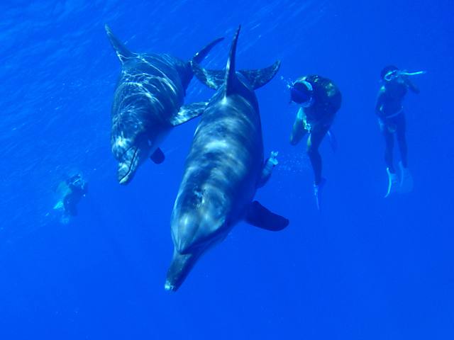 野生のミナミハンドウイルカと一緒に泳ぐ感動は格別です!
