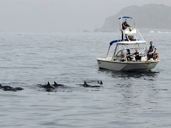 泳がれない方でもボートの上からドルフィンウォッチングを楽しめます。