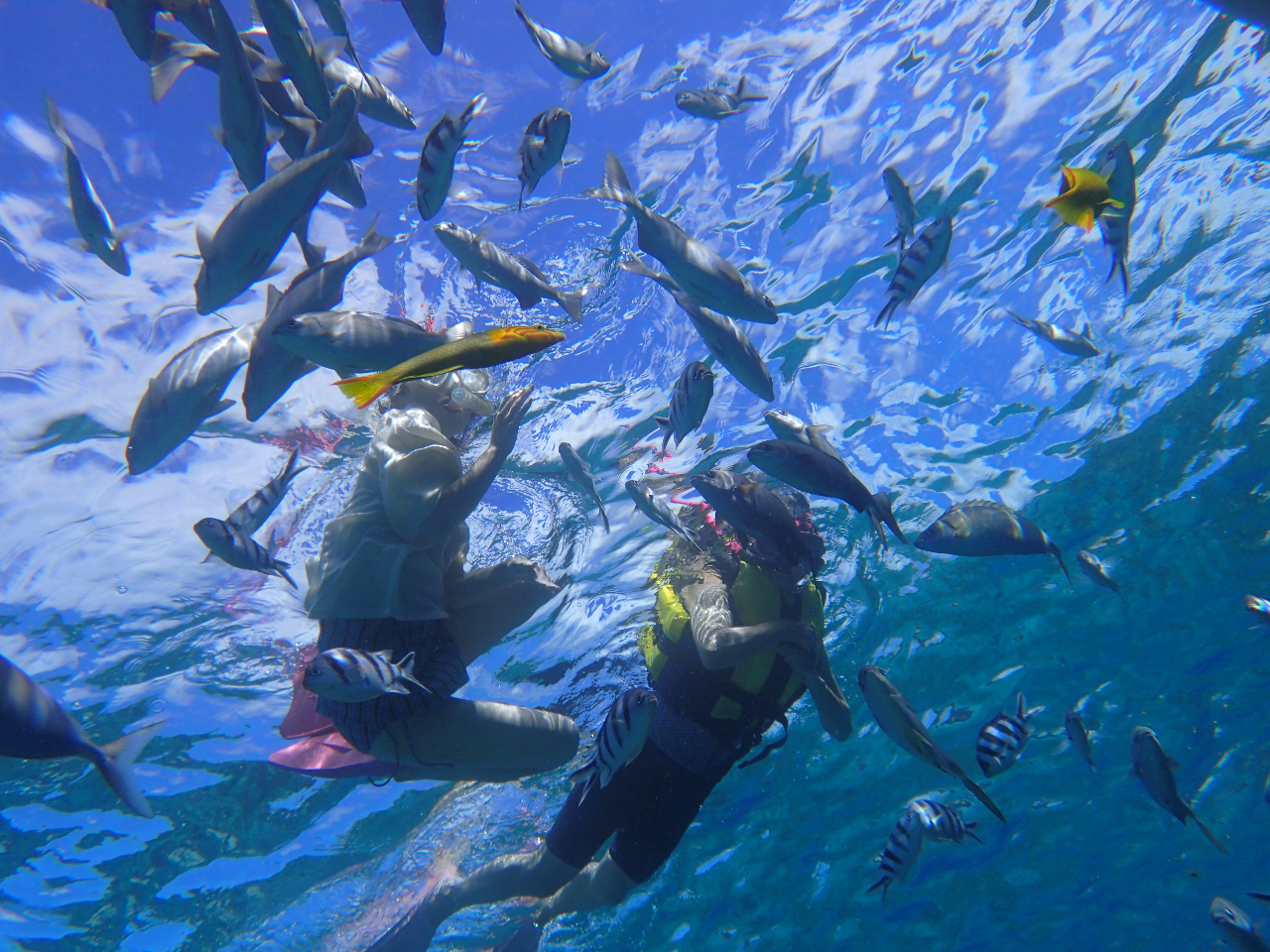 兄島海域公園でのスノーケリングは見渡す限り魚がたくさん!