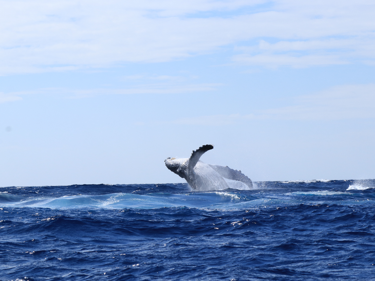 大迫力のホエールウォッチング!ブリーチングの様子は圧巻です。