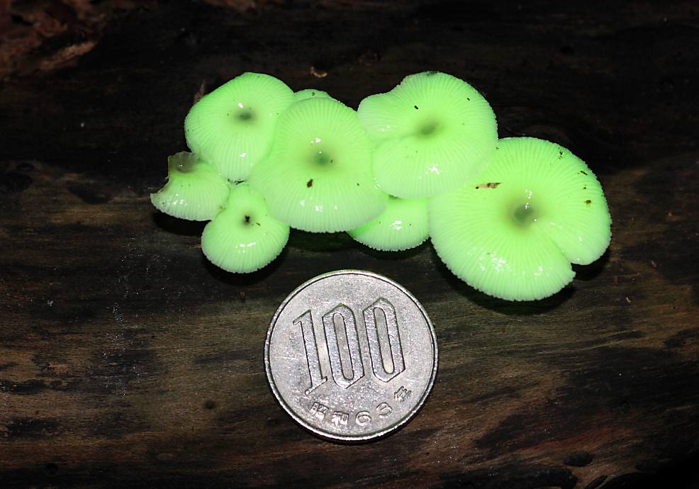 ӊOƏLmRł邳̓sJC`I