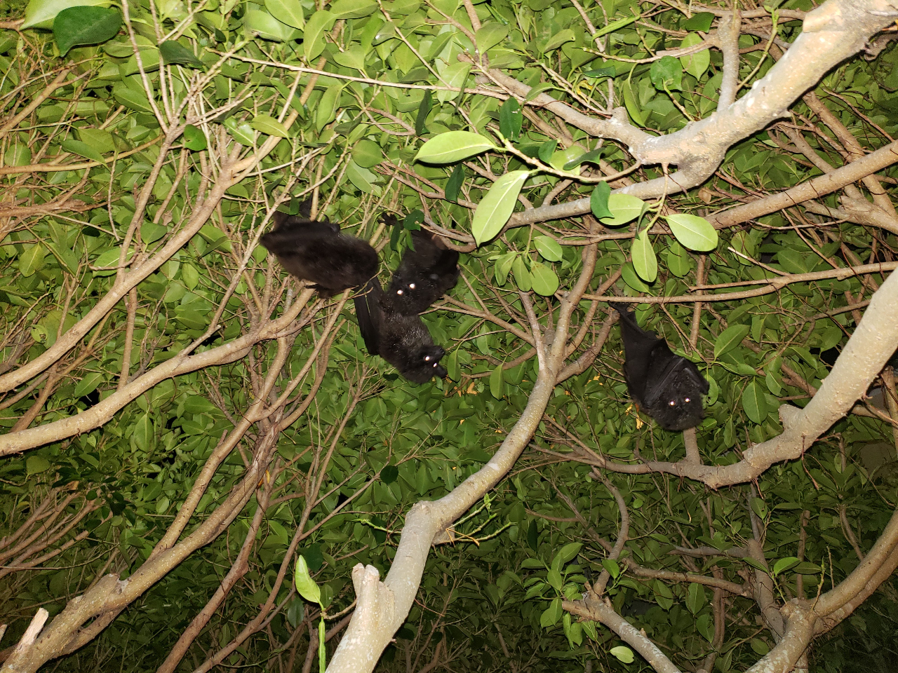 ɂȂƍD̖؂̎߂ĂɊIKTIIRE