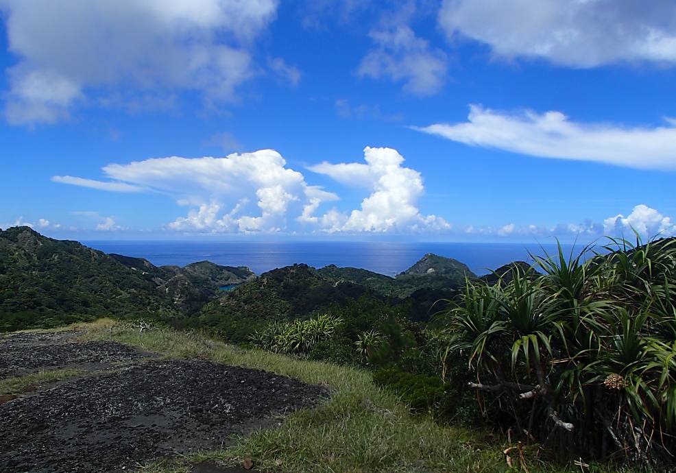 景色のいい乾性低木林の森