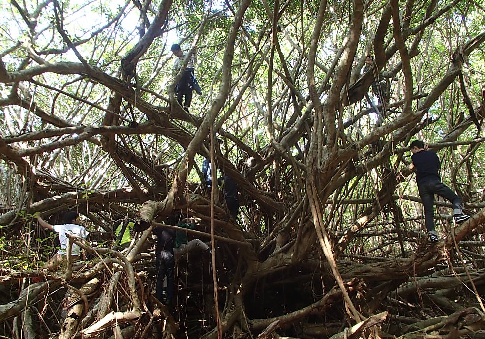 戦前の人の生活の跡には巨大なガジュマルの森も!