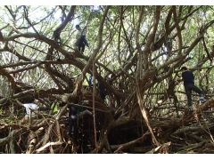 戦前の人の生活の跡には巨大なガジュマルの森も!