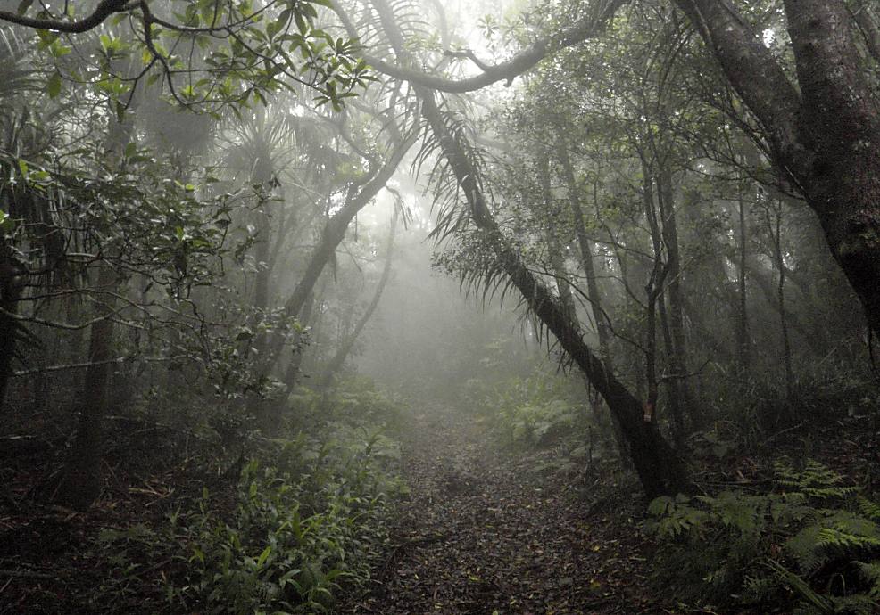 季節によっては霧のかかった幻想的な湿性高木林の雰囲気も楽しめます。