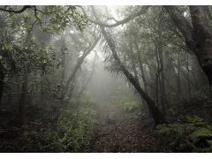 季節によっては霧のかかった幻想的な湿性高木林の雰囲気も楽しめます。