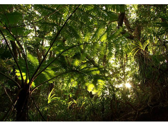 鬱蒼と茂ったジャングルで癒されてください。