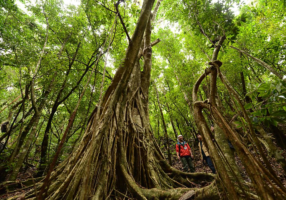 戦前に植えられた巨大なゴムの木