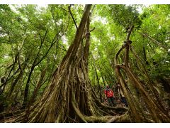戦前に植えられた巨大なゴムの木