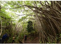 コース中の人気スポットの一つガジュマル広場。戦前の人の生活の跡に巨大なガジュマルの森が広がっています。