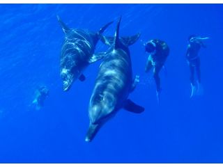 野生のミナミハンドウイルカと一緒に泳ぐ感動は格別です!