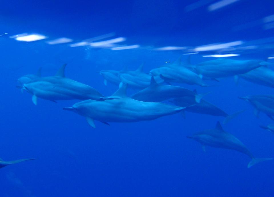 nViKCJ̌Q͓{[gł̃EHb`O{łAɂ͂ȃbL[I