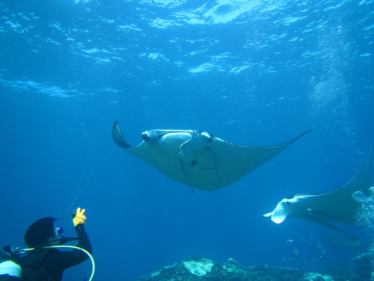 Ί_Ƃ΃}^IIx͌ĂĂ͂܂B