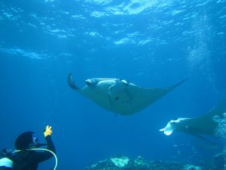 石垣島といえばマンタ!!一度は見ておいても損はありません。