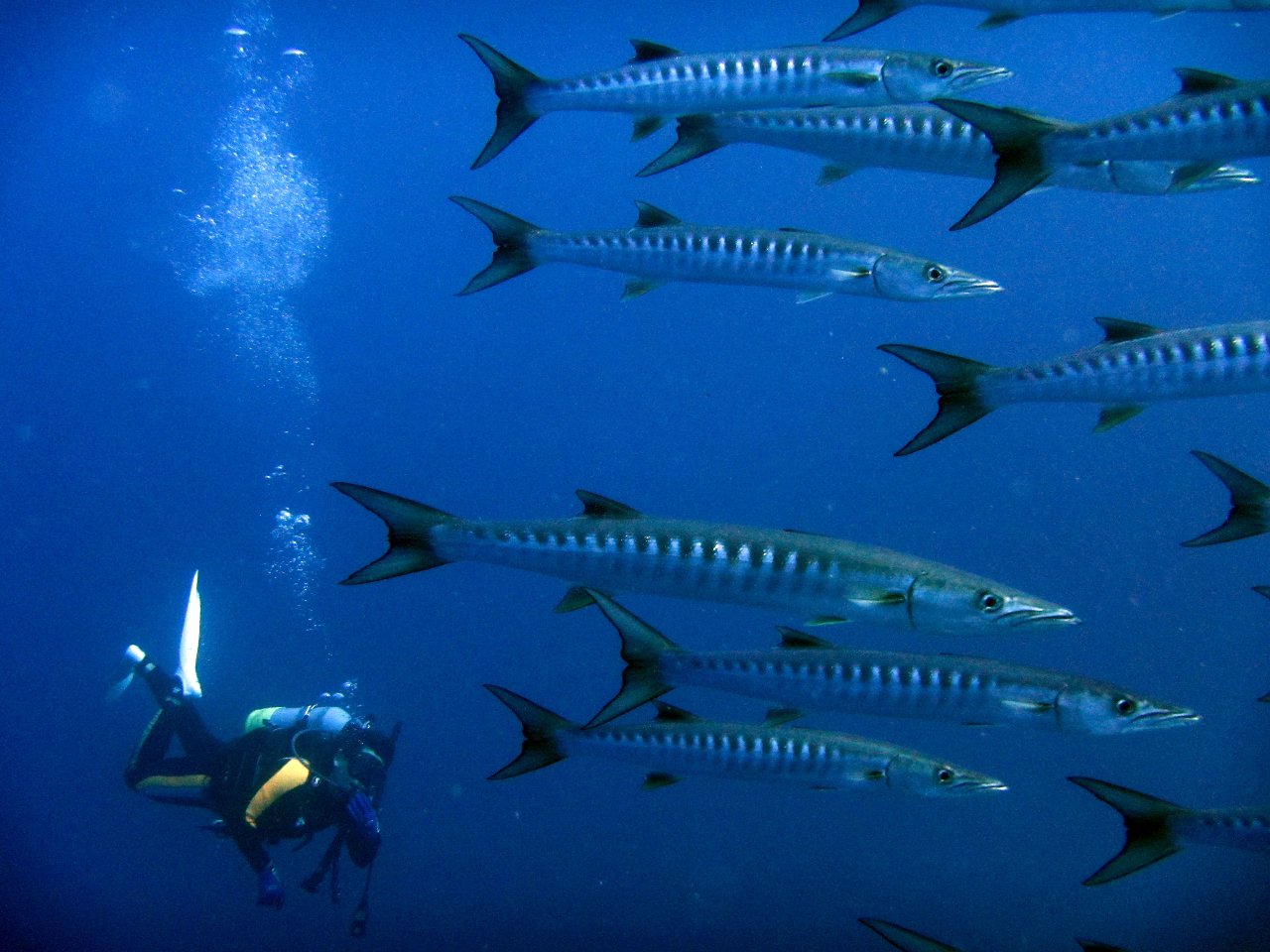 |CgɂĂ͑啨Qꂽ肵܂I