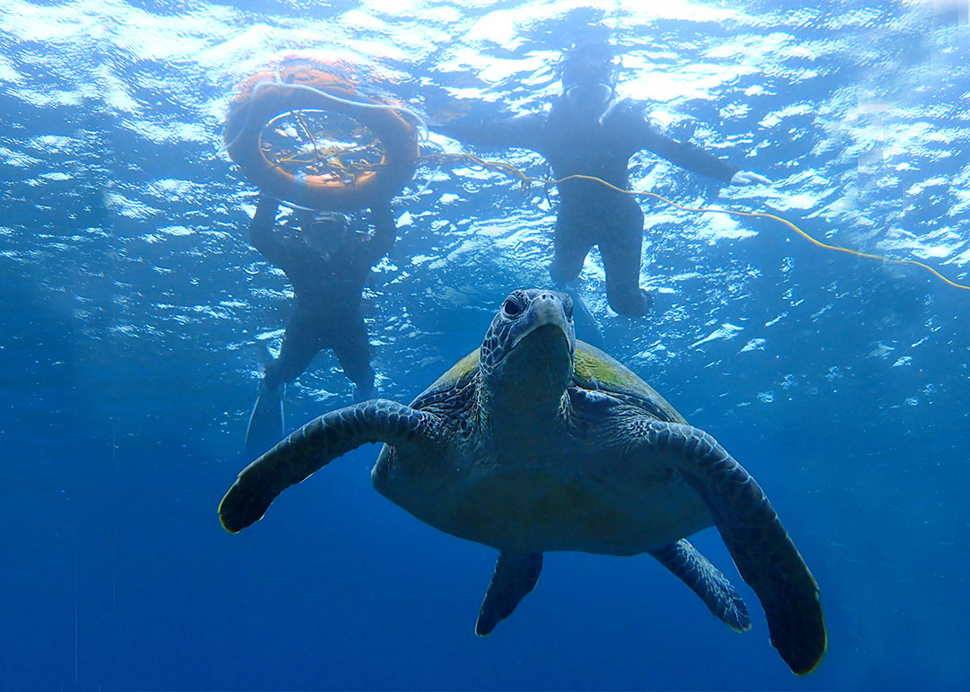 平日限定 八丈島 シュノーケリング ウミガメに会える島 八丈島でシュノーケリング 八丈ブルーを体感 ウミガメに会おう 写真プレゼント付き 所要時間 約3時間 レグルスダイビング じゃらん遊び体験
