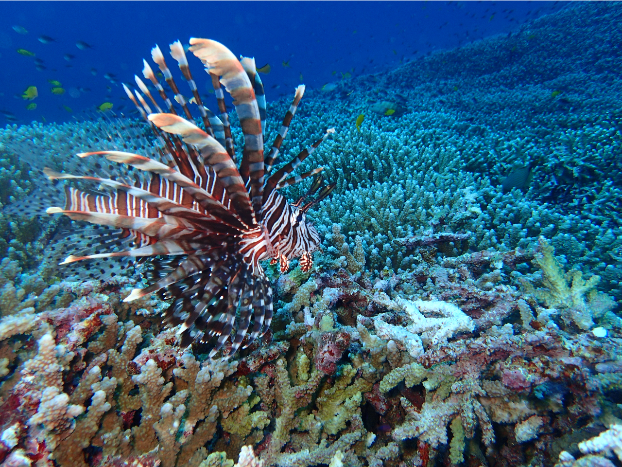 lion fish