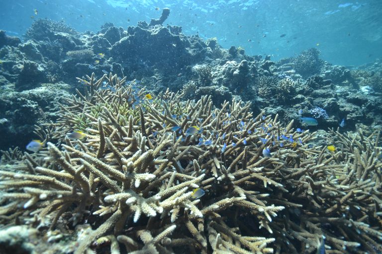 ���낢��ȃT���S�����邱�Ƃ��ł��܂��B