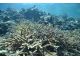 いろいろなサンゴが見ることができます。