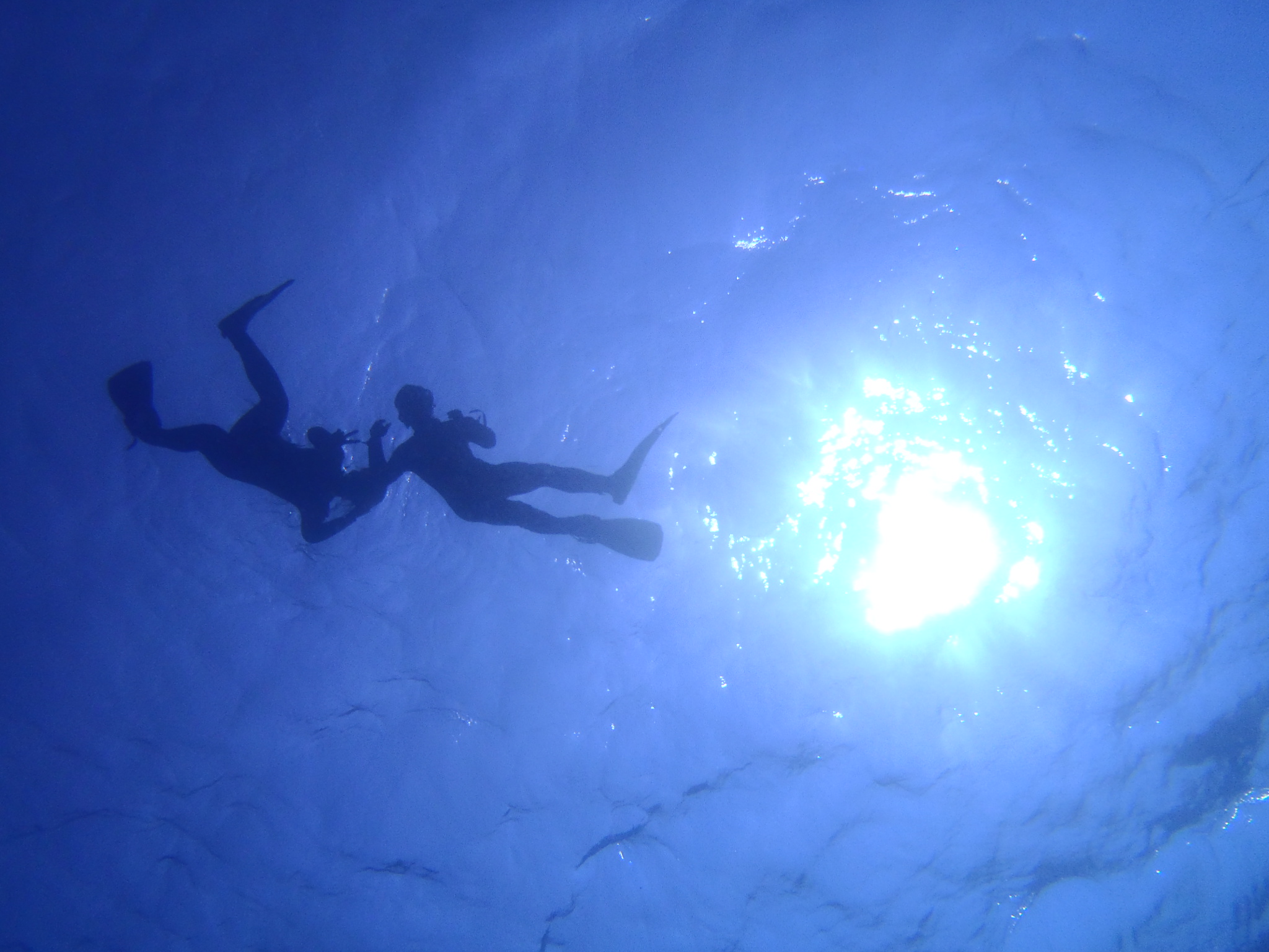 ��������̃V���m�[�P�����O���i�ł��B