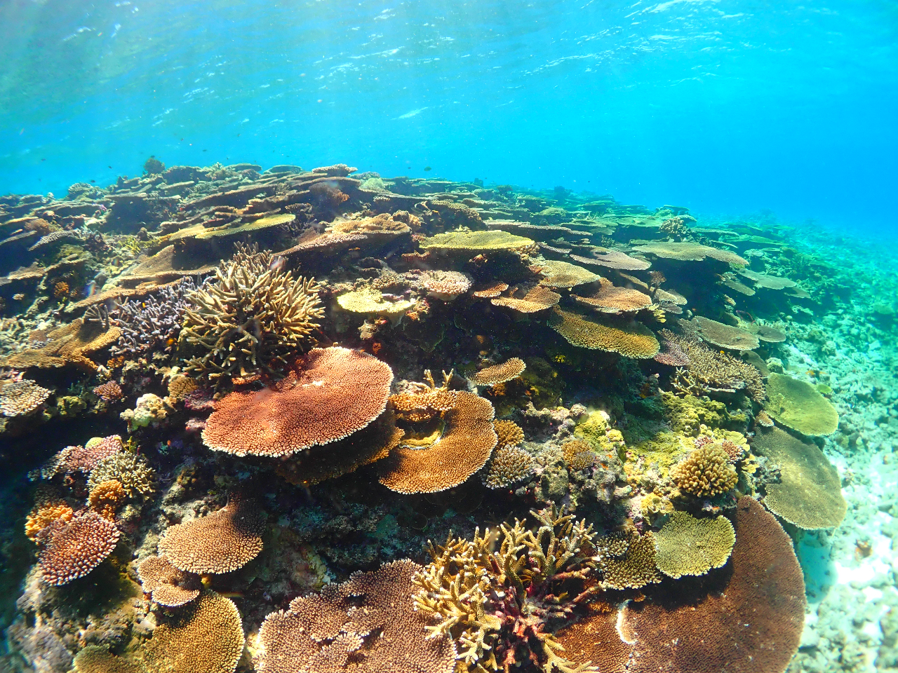 日本最大級のサンゴ礁！八重干瀬での体験ダイビング＆シュノーケリング