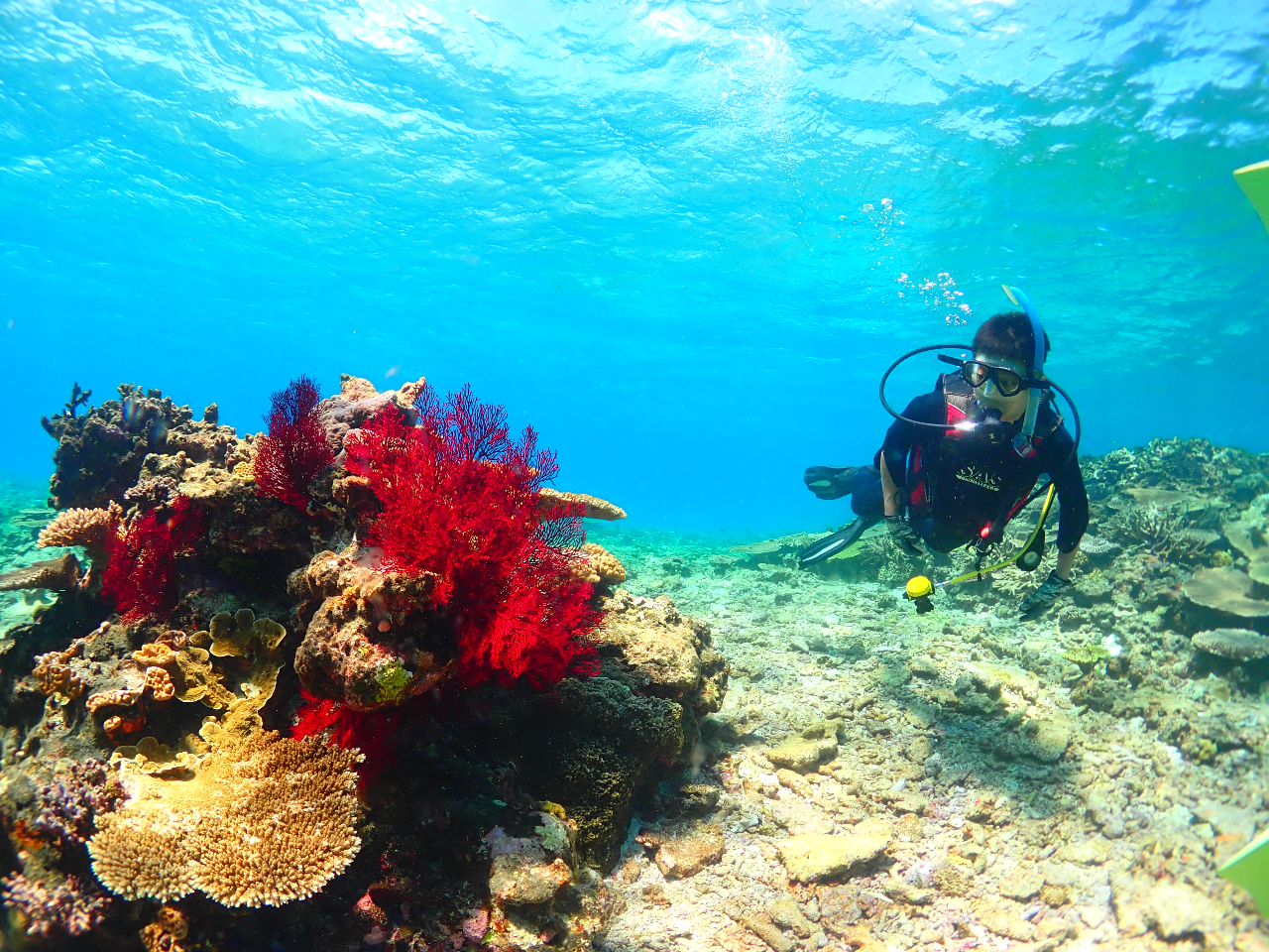 日本最大級のサンゴ礁！八重干瀬での体験ダイビング＆シュノーケリング