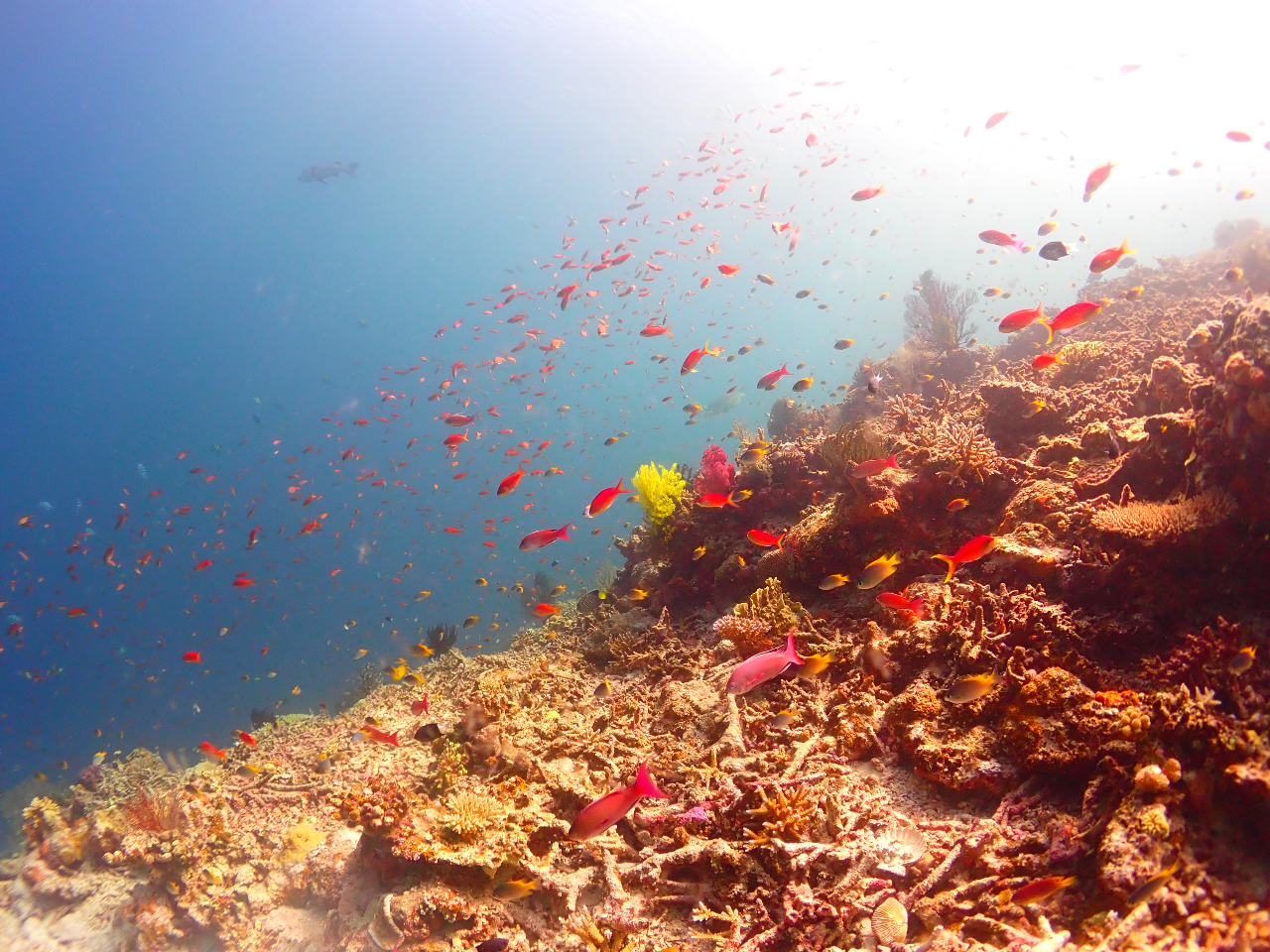 日本最大級 八重干瀬のサンゴ礁でのボートファンダイビング
