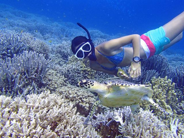時には、海ガメさんにも遭遇できます!