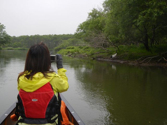釧路川では、運が良ければ国の特別天然記念物で湿原の象徴であるタンチョウの姿が見られることもあります。