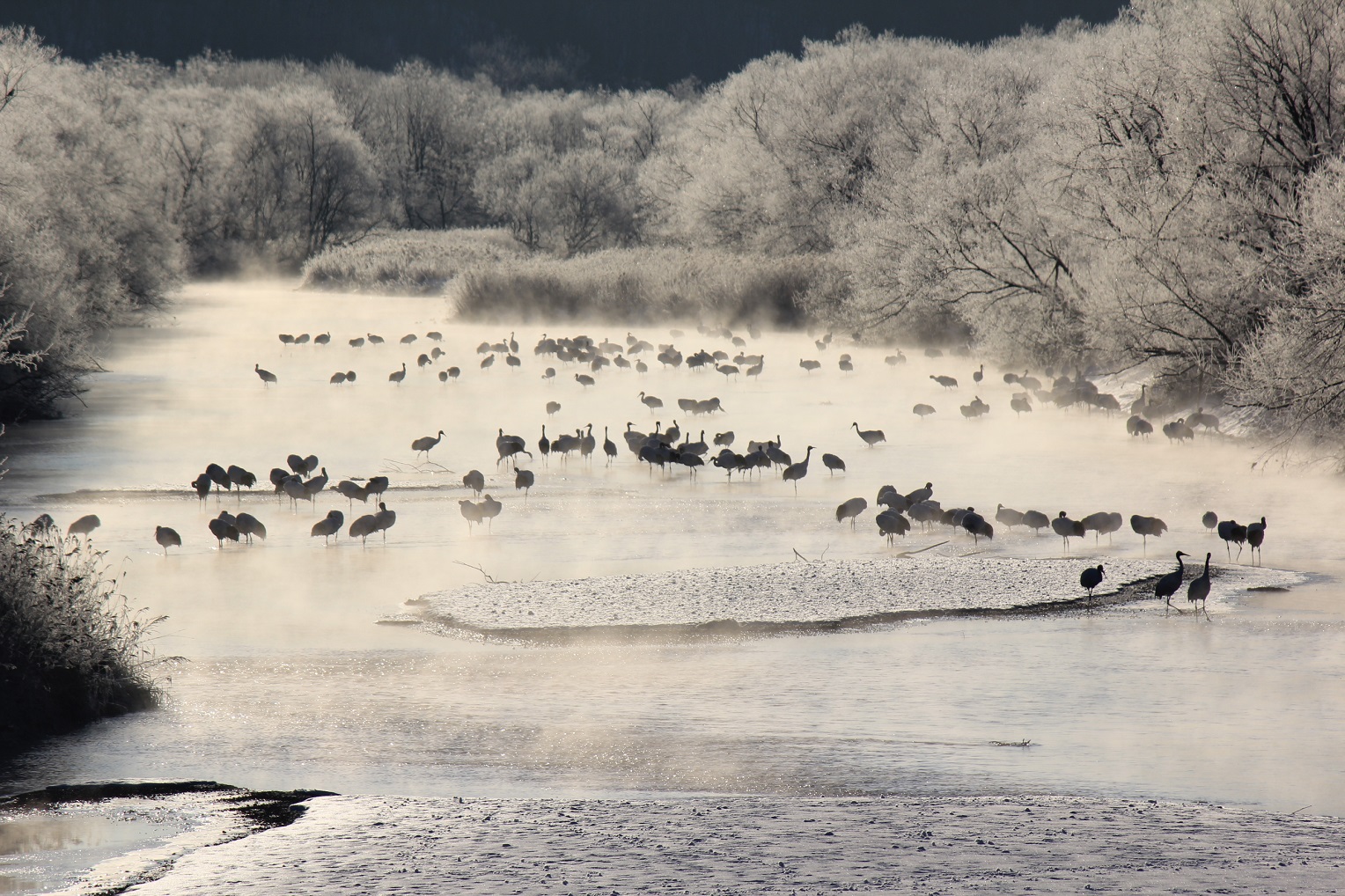 【送迎付き】2名以上で参加可 冬の釧路湿原ワンデーツアー