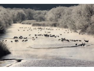 冬の釧路湿原でしか味わえない体験をお楽しみください。