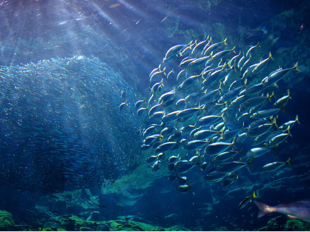 �C���V�̌Q��i��\�㓇�p�吅���j