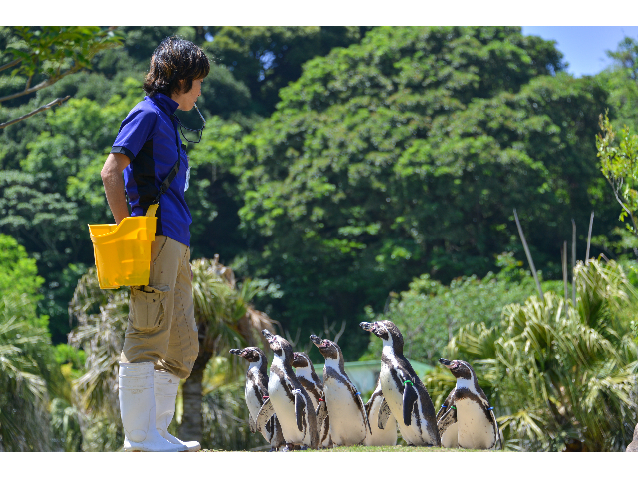 �y���M�������̂��U���i�G�ߌ���j