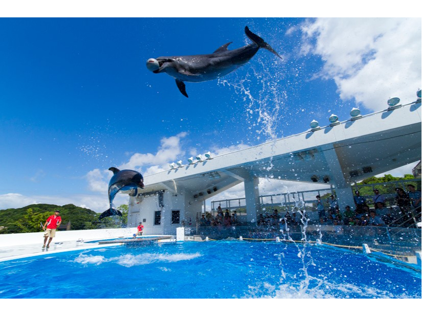 ○真珠の玉出し体験○九十九島水族館海きらら入館券付き