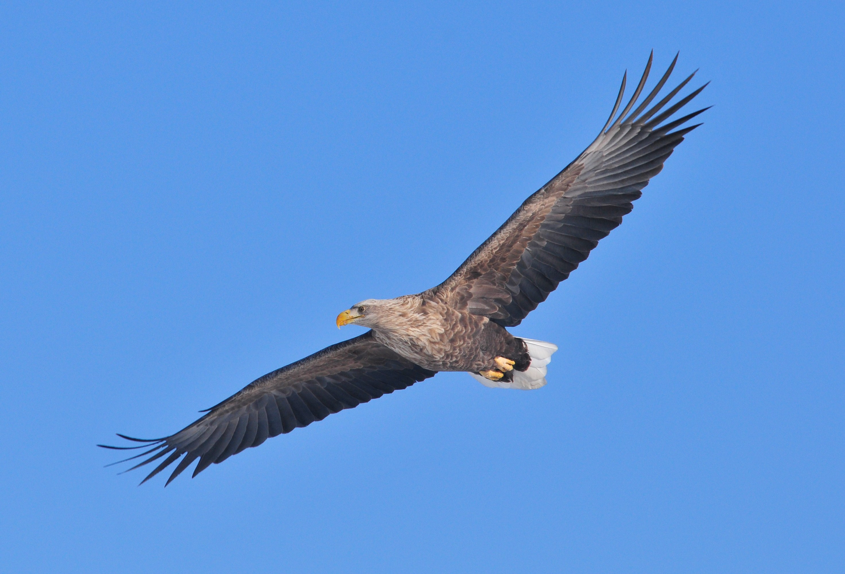 �I�W�����V