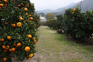 愛媛のみかん狩りランキングtop8 じゃらんnet 愛媛のみかん狩りランキングtop8 じゃらんnet