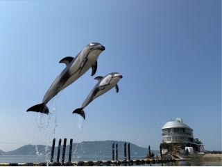 触れ合い体験 浅瀬でイルカにタッチ 泳ぐのが苦手な方にオススメです 日本ドルフィンセンター じゃらん遊び体験