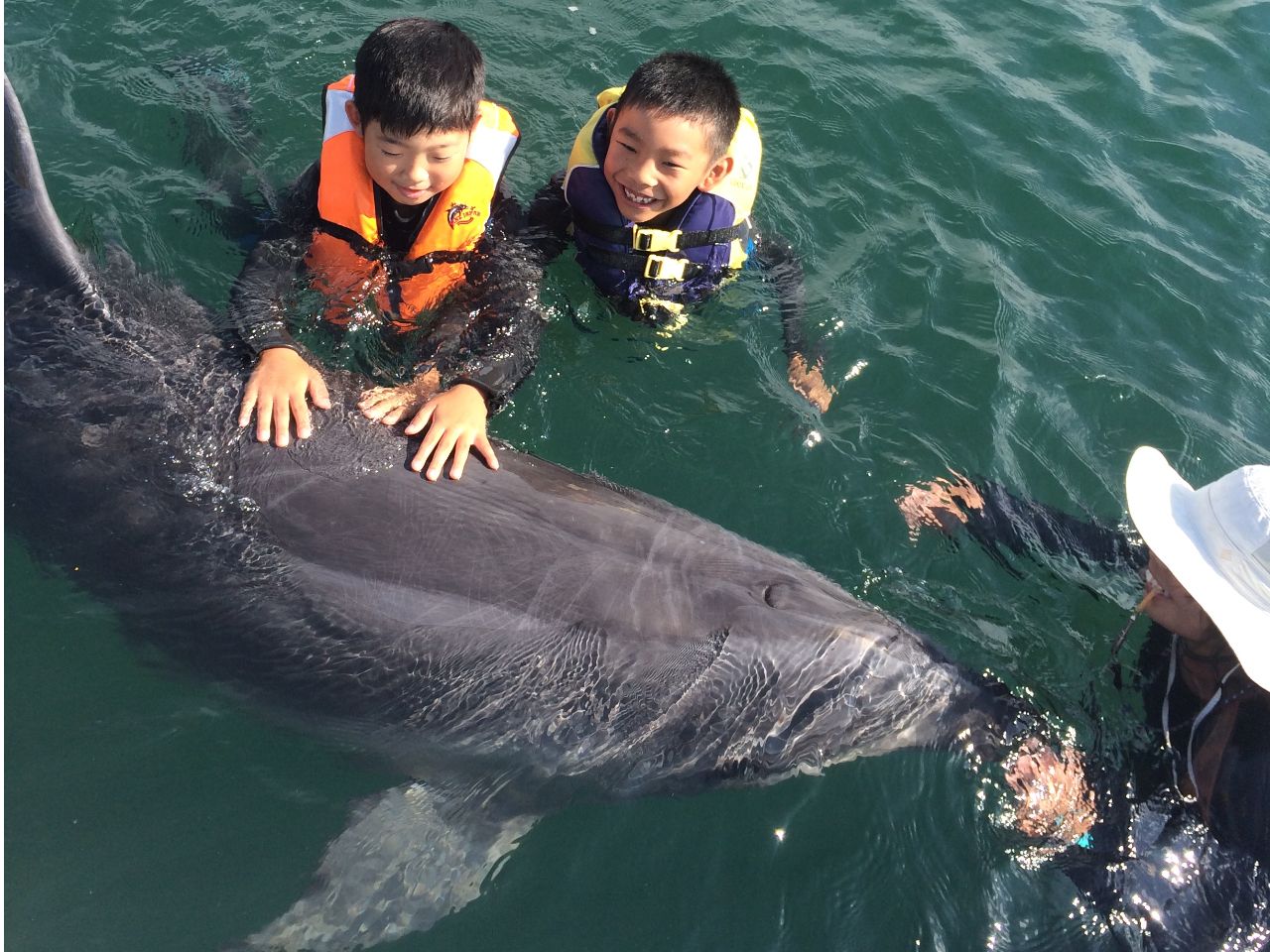 イルカと一緒に泳いでみよう!