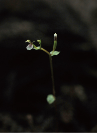 �R�I���M����1889�N�A�q��x���Y���m�̈�s�i���m�ƁA�g�i�Քn�Ɩ�쐨�g�Y�̂R�l�j��������H�ׂĂ��āA�����ŋg�i���R�I���M�����������܂����B